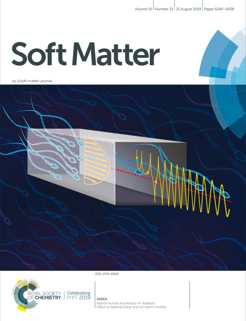 sperm in shear flow